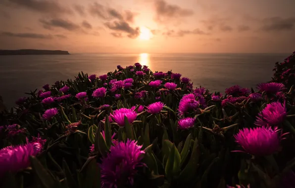 Picture sea, the sun, clouds, landscape, sunset, flowers, nature, shore