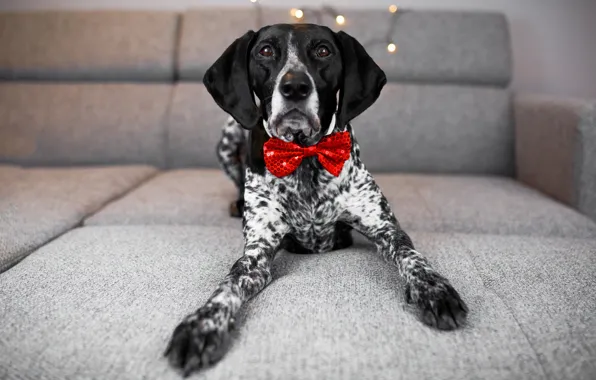 Look, room, sofa, holiday, new year, dog, paws, lights