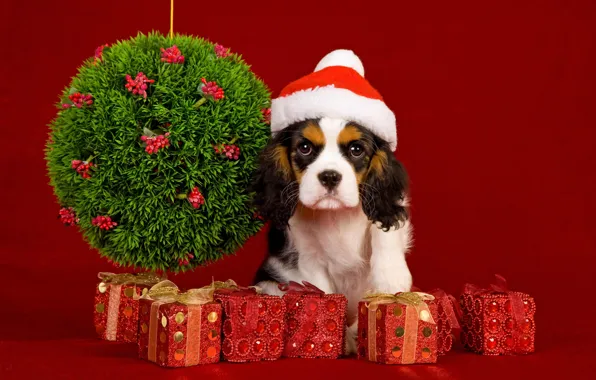 Balls, decoration, holiday, dog, New Year, Christmas, Christmas, New Year