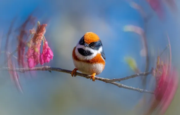 Picture nature, branch, bird, black - throated tit