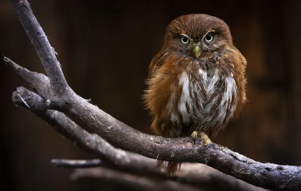 Look, branches, the dark background, owl, bird, owl