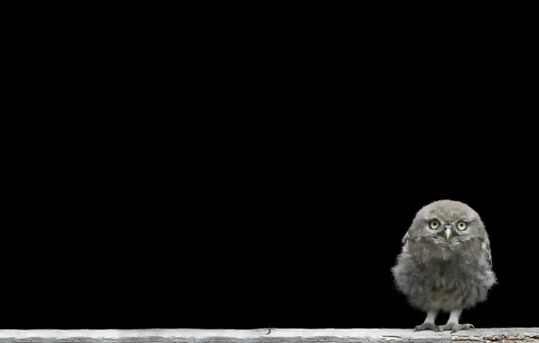 Background, chick, owlet