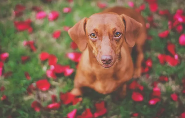 Picture look, face, dog, Dachshund, bokeh