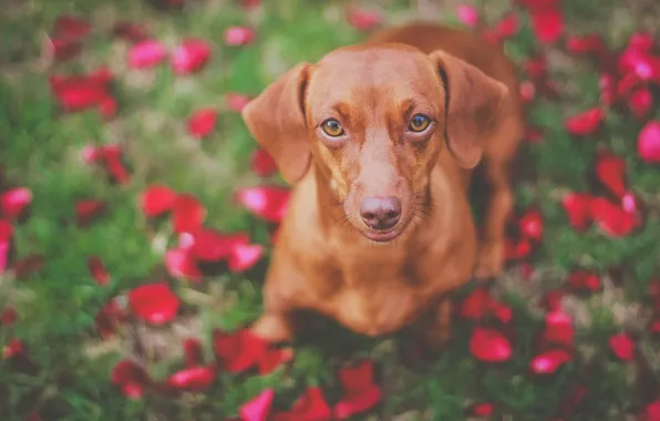 Look, face, dog, Dachshund, bokeh