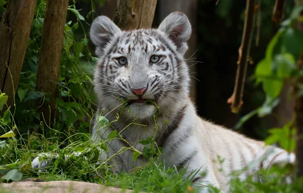 White, grass, look, face, leaves, tiger, baby, green background
