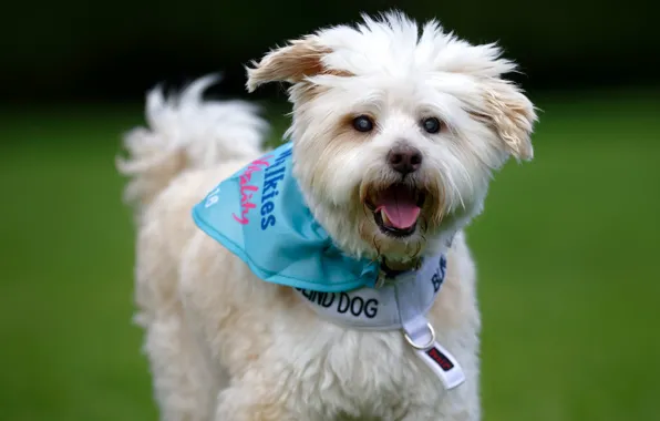 Picture background, dog, The West highland white Terrier