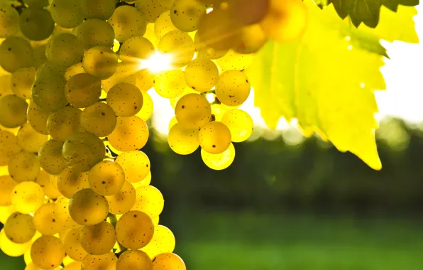 Leaves, yellow, grapes, bunch, the glare of the sun