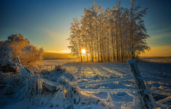 Picture winter, the sun, snow, trees, sunrise, morning, rickety fence