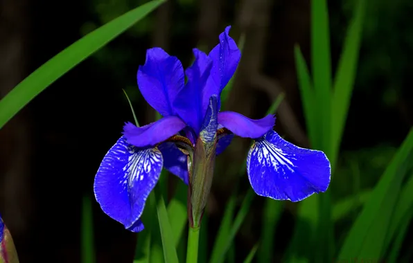 Leaves, nature, petals, iris