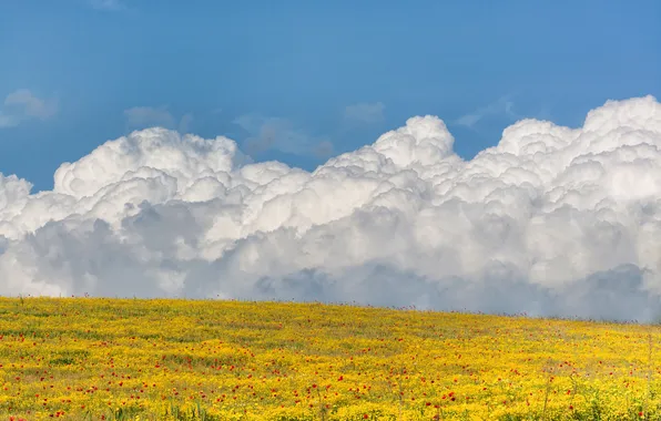 Picture field, the sky, clouds, flowers