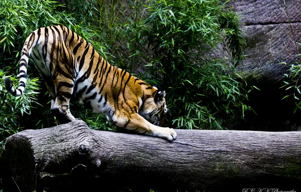 Cat, tiger, rocks, predator, log