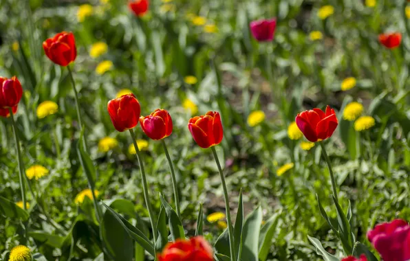 Red, spring, tulips, green