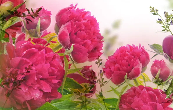 Flowers, droplets, leaves, peonies