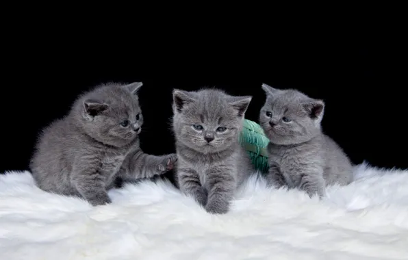 Cats, kittens, three, black background, kids, trio, the British, three kittens