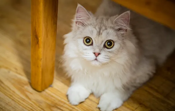 Cat, cat, look, floor, white, face