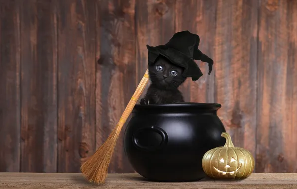 Autumn, cat, look, pose, kitty, pumpkin, pumpkin, Halloween