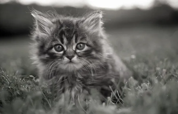 Grass, kitty, grey, brooding eyes