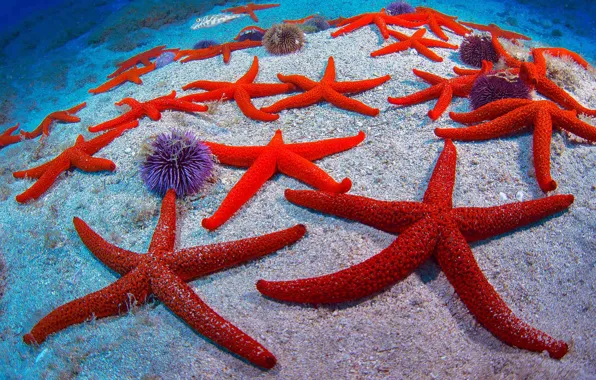 Starfish, Spain, Tenerife
