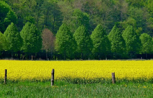 Picture field, trees, flowers, spring, Nature, trees, field, yellow