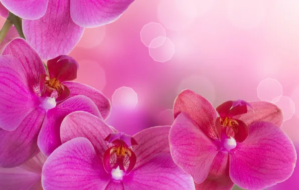 Picture flowers, tenderness, beauty, petals, orchids, Orchid, pink, flowers