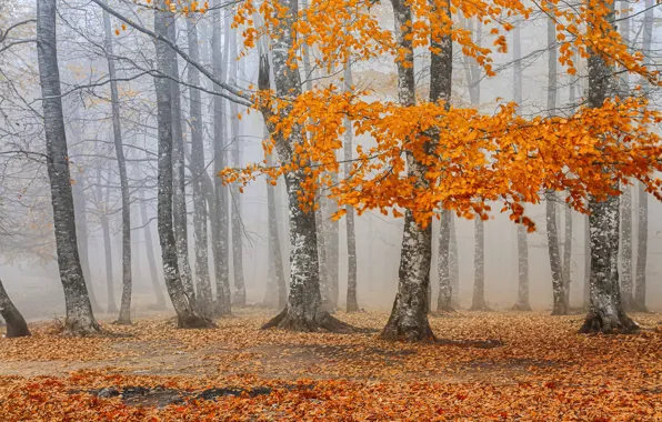 Autumn, forest, leaves, trees, branches, nature, fog, Park
