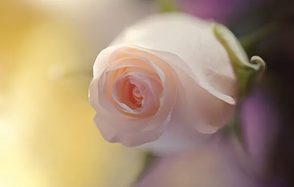 Picture macro, background, tenderness, rose, Bud
