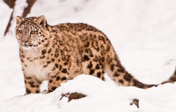 Face, Sepia, IRBIS, snow leopard, snow leopard, is, looks, is