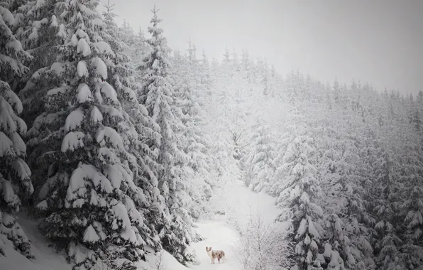 Picture winter, forest, snow, each, dog