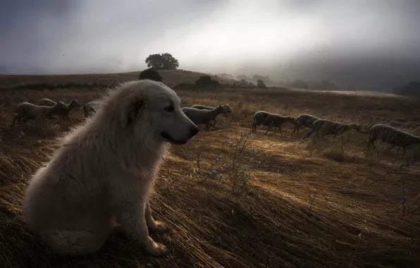 Picture night, sheep, dog