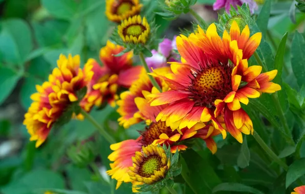 Flowers, Bush, orange, gaylardiya