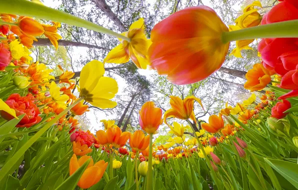 Leaves, light, trees, flowers, Park, trunks, bright, beauty