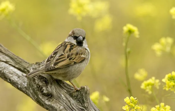 Flowers, Branch, Sparrow