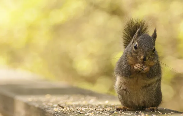 Picture grain, protein, animal, lunch, rodent