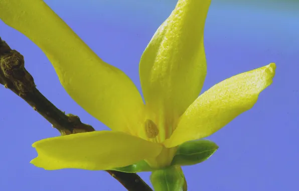 Flowers, nature, plant, petals