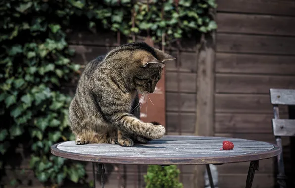 Cat, cat, raspberry, paws, coloring, table