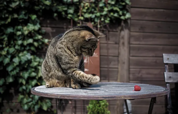 Picture cat, cat, raspberry, paw, coloring, table