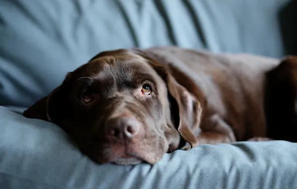 Sofa, Always Watching, Labrador Retriever