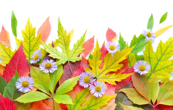 Picture autumn, leaves, flowers