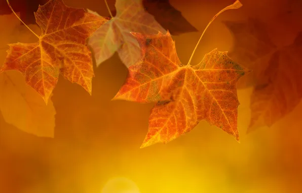 Autumn, leaves, veins