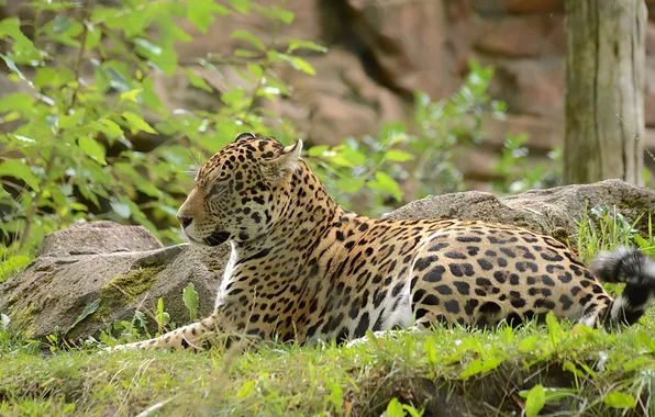 Stay, predator, Jaguar