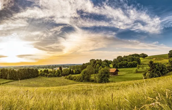 Greens, field, summer, the sky, grass, the sun, clouds, trees