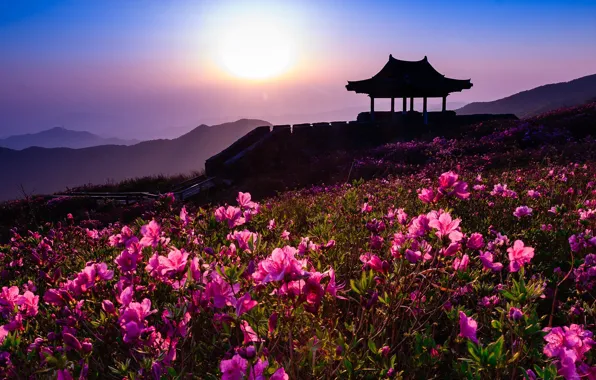Picture landscape, sunset, flowers, mountains, nature, the evening, South Korea, pavilion