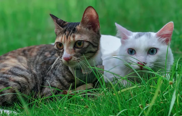 Cat, grass, cat, look, face, cats, cats, two