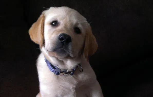 Picture look, puppy, Labrador
