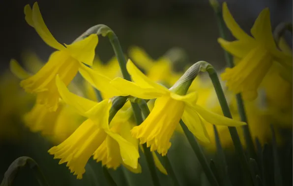 Petals, yellow, daffodils