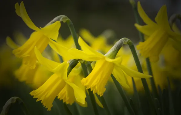 Picture petals, yellow, daffodils