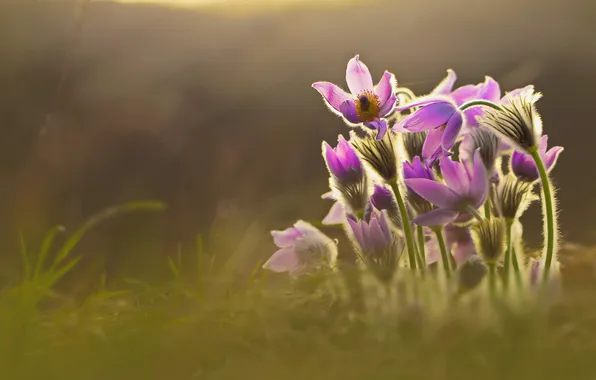 Picture nature, spring, Sleep-grass, Cross