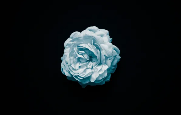 Picture macro, flowers, blue, roses, black background