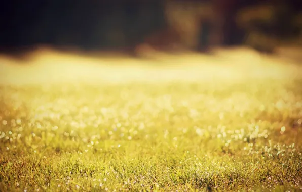 Picture greens, grass, the sun, drops, macro, nature, Rosa, bokeh