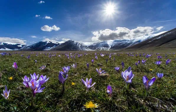 Picture summer, flowers, mountains